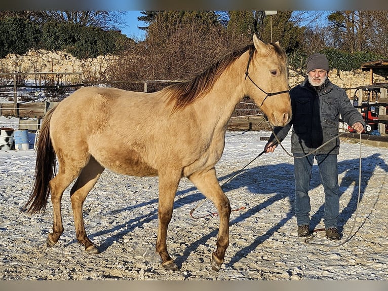 American Quarter Horse Ruin 3 Jaar 152 cm Champagne in Müglitztal