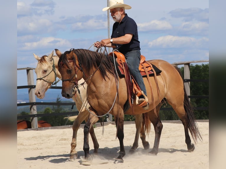 American Quarter Horse Ruin 3 Jaar 152 cm Champagne in Müglitztal