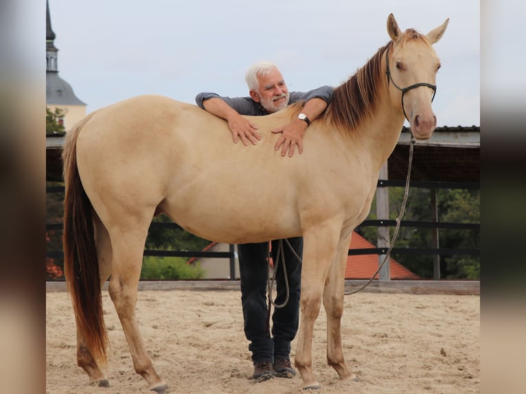 American Quarter Horse Ruin 3 Jaar 152 cm Champagne in Müglitztal