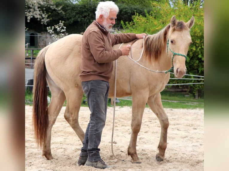 American Quarter Horse Ruin 3 Jaar 152 cm Champagne in Müglitztal