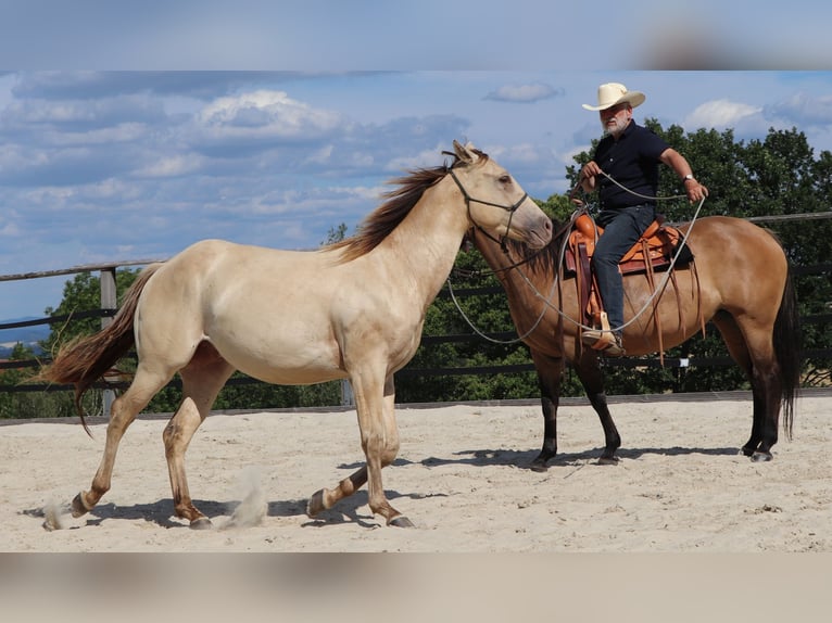 American Quarter Horse Ruin 3 Jaar 152 cm Champagne in Müglitztal
