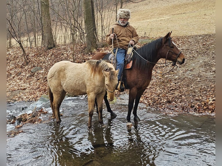 American Quarter Horse Ruin 3 Jaar 152 cm Champagne in Müglitztal