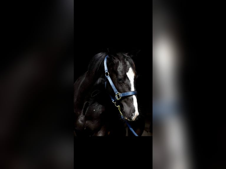 American Quarter Horse Ruin 3 Jaar 152 cm Donkerbruin in Havixbeck