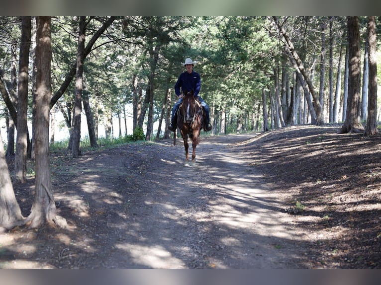 American Quarter Horse Ruin 3 Jaar 152 cm Donkere-vos in Corsica