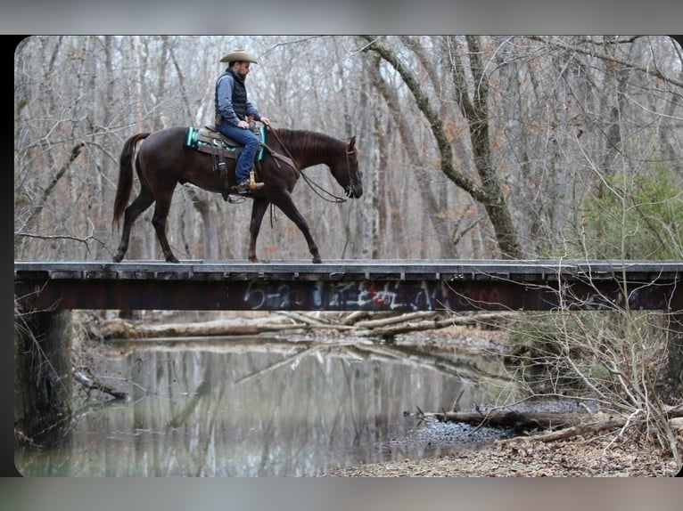 American Quarter Horse Ruin 3 Jaar 152 cm Donkere-vos in Robards