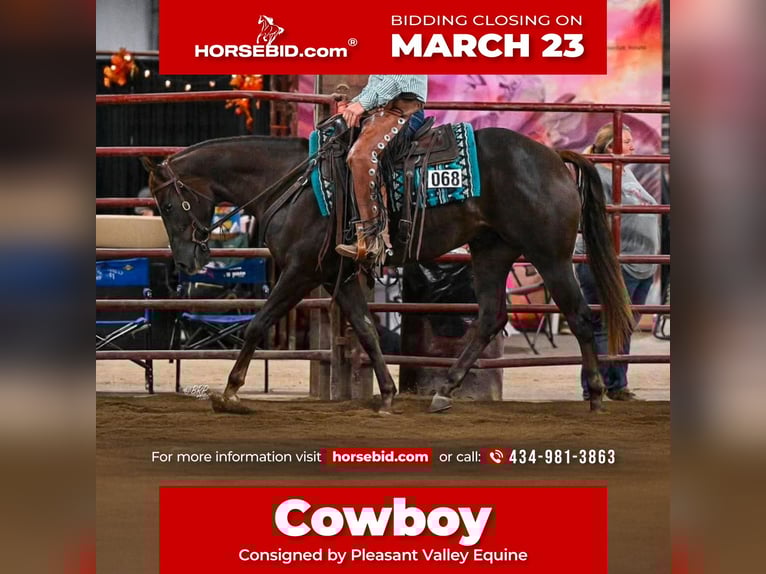 American Quarter Horse Ruin 3 Jaar 152 cm Donkere-vos in Robards