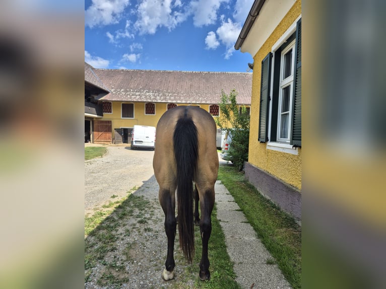 American Quarter Horse Ruin 3 Jaar 152 cm Falbe in Gratkorn