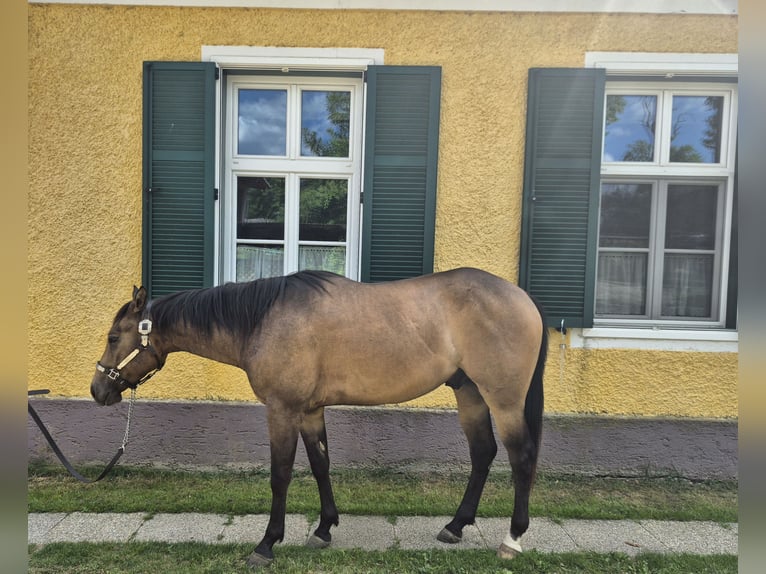 American Quarter Horse Ruin 3 Jaar 152 cm Falbe in Gratkorn