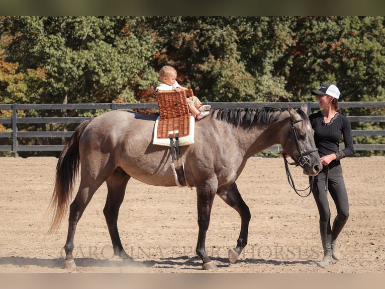 American Quarter Horse Ruin 3 Jaar 152 cm Grullo in Clover