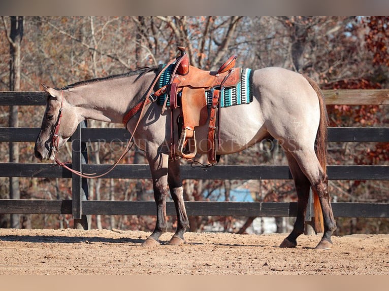 American Quarter Horse Ruin 3 Jaar 152 cm Grullo in Clover