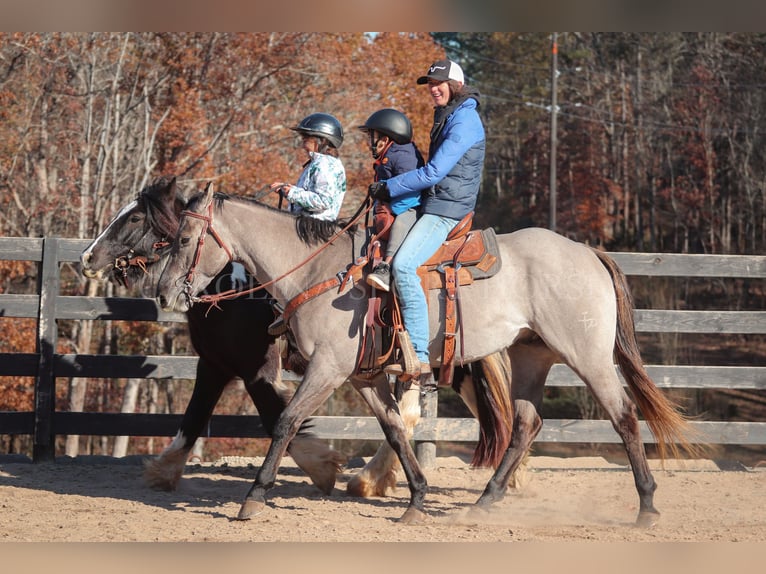 American Quarter Horse Ruin 3 Jaar 152 cm Grullo in Clover