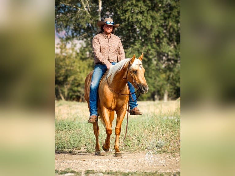 American Quarter Horse Ruin 3 Jaar 152 cm Palomino in Cody
