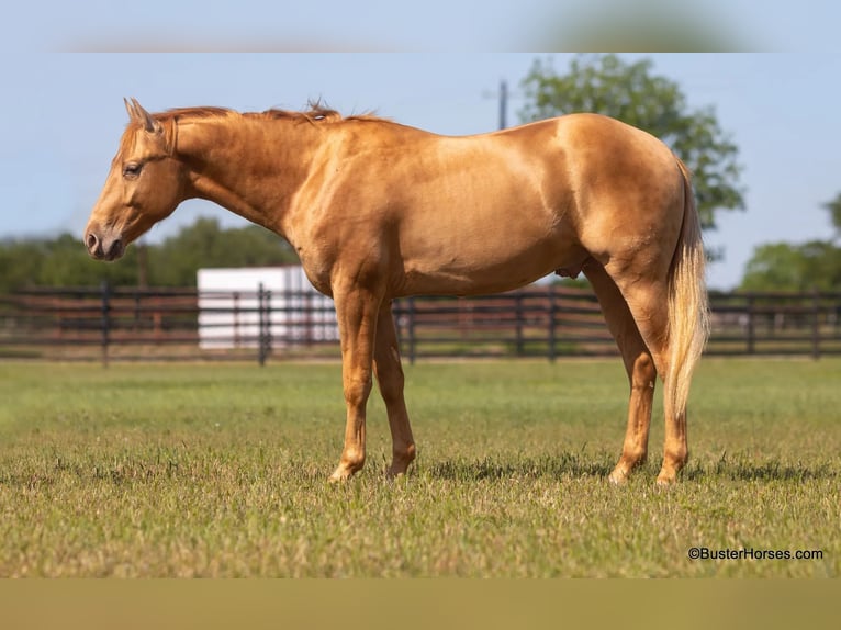 American Quarter Horse Ruin 3 Jaar 152 cm Palomino in Weatherford TX