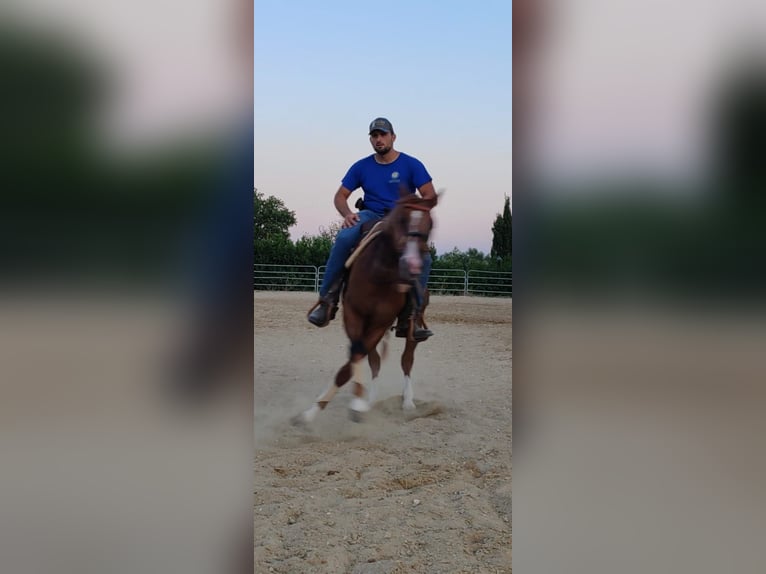 American Quarter Horse Ruin 3 Jaar 152 cm in Penne
