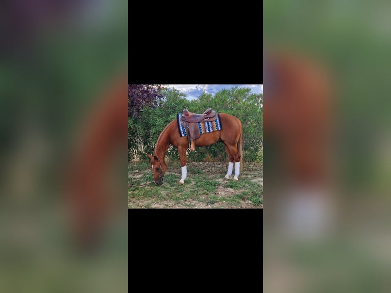 American Quarter Horse Ruin 3 Jaar 152 cm in Penne