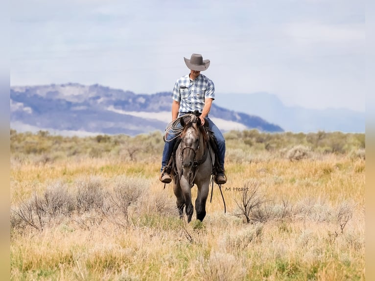 American Quarter Horse Ruin 3 Jaar 152 cm Roan-Blue in Saint Anthony