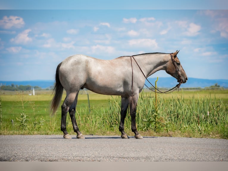 American Quarter Horse Ruin 3 Jaar 152 cm Roan-Blue in Saint Anthony