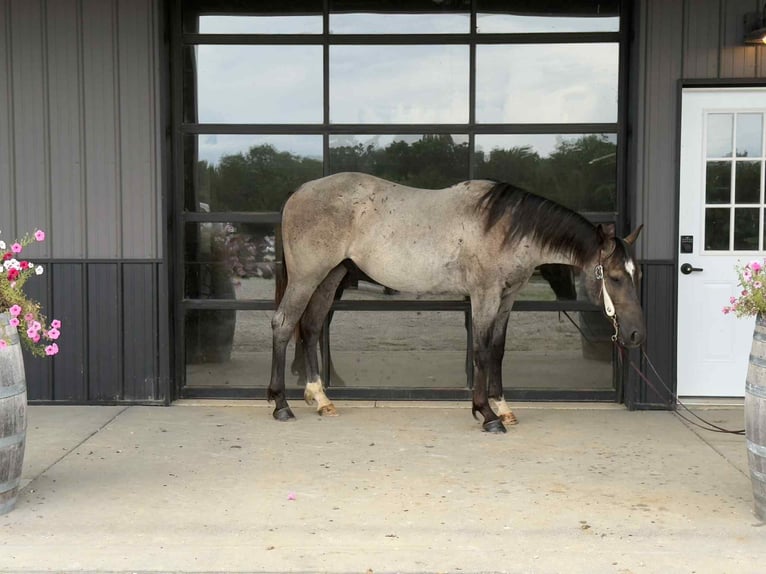 American Quarter Horse Ruin 3 Jaar 152 cm Roan-Blue in Selma IA