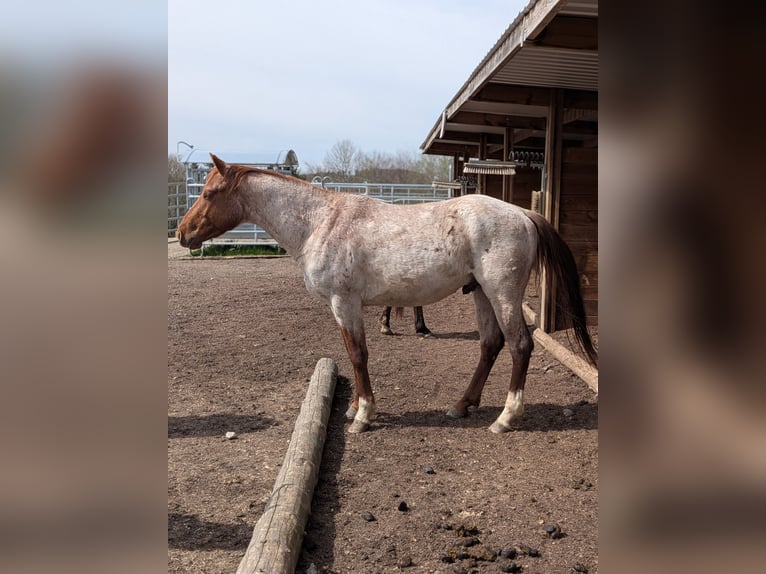 American Quarter Horse Ruin 3 Jaar 152 cm Roan-Red in Attenkirchen