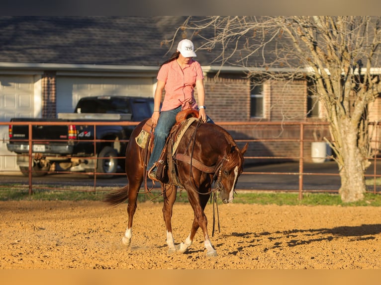 American Quarter Horse Ruin 3 Jaar 152 cm Roodvos in Rusk