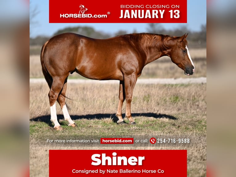 American Quarter Horse Ruin 3 Jaar 152 cm Roodvos in Waco, TX