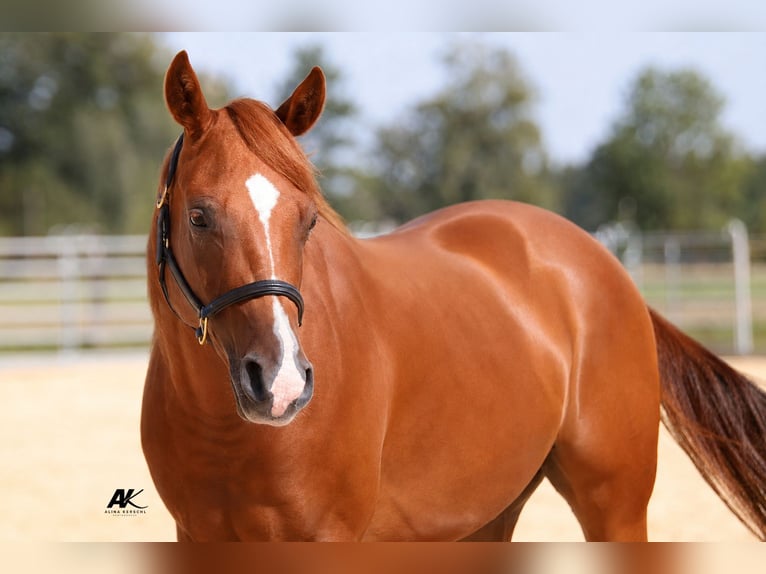 American Quarter Horse Ruin 3 Jaar 152 cm Vos in Engelsberg