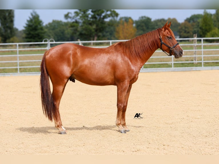 American Quarter Horse Ruin 3 Jaar 152 cm Vos in Engelsberg