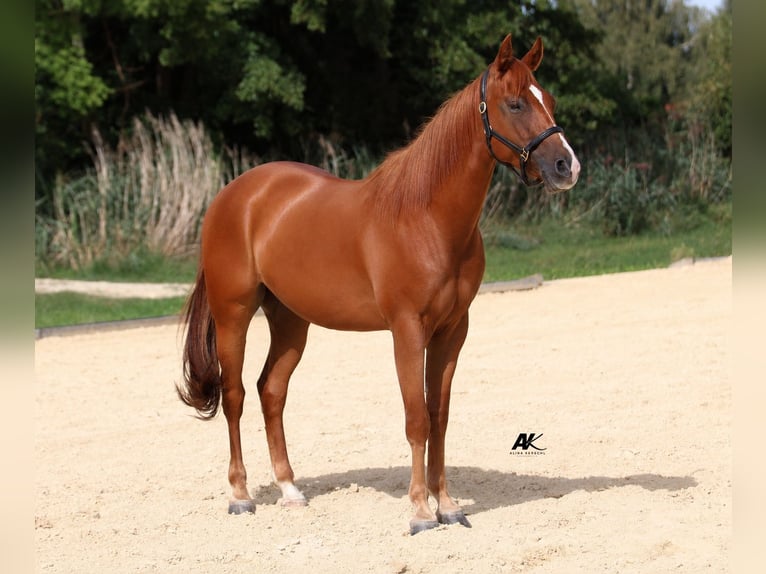 American Quarter Horse Ruin 3 Jaar 152 cm Vos in Engelsberg