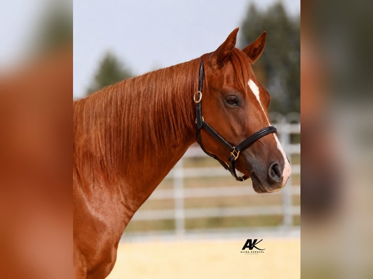 American Quarter Horse Ruin 3 Jaar 152 cm Vos in Engelsberg