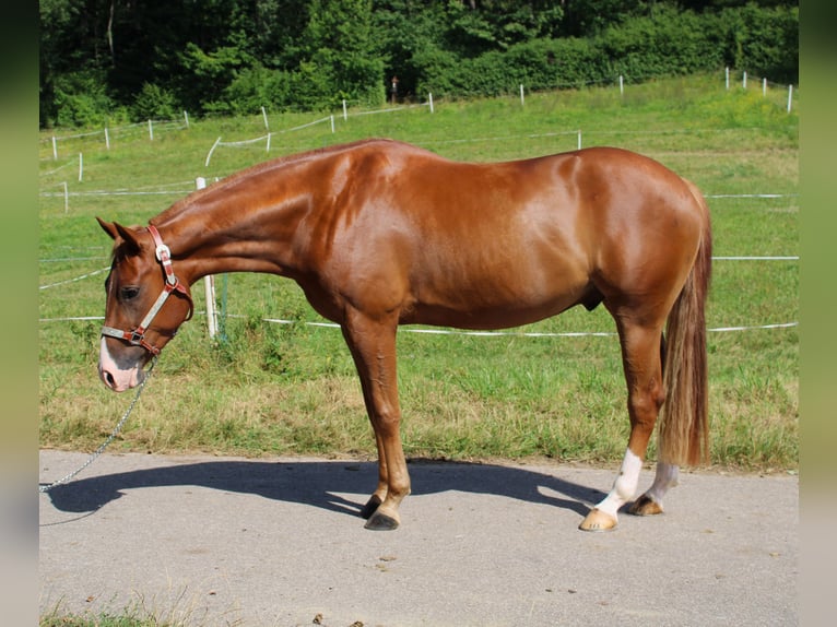 American Quarter Horse Ruin 3 Jaar 152 cm Vos in Bad Abbach