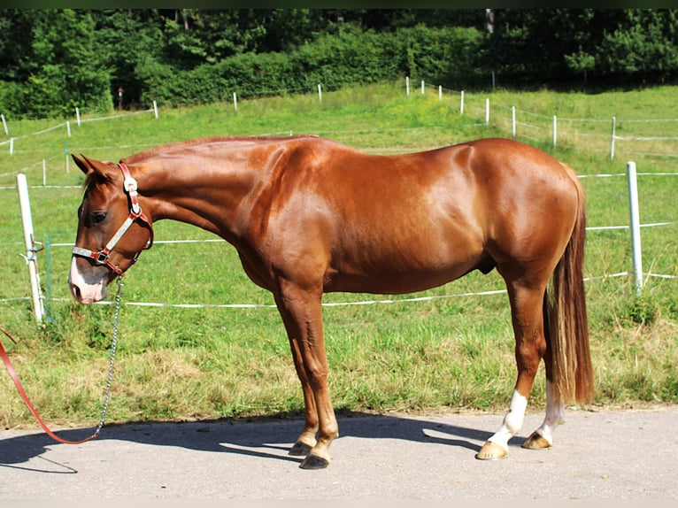 American Quarter Horse Ruin 3 Jaar 152 cm Vos in Bad Abbach