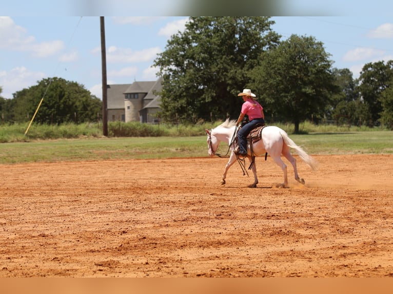 American Quarter Horse Ruin 3 Jaar 152 cm Wit in Whitesboro