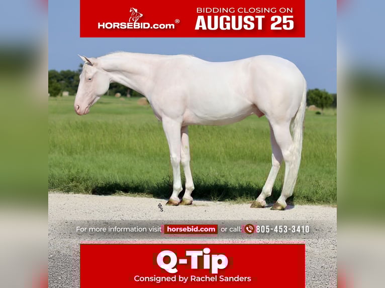 American Quarter Horse Ruin 3 Jaar 152 cm Wit in Whitesboro