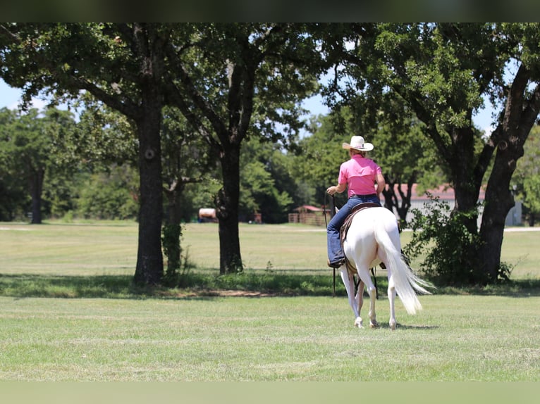 American Quarter Horse Ruin 3 Jaar 152 cm Wit in Whitesboro