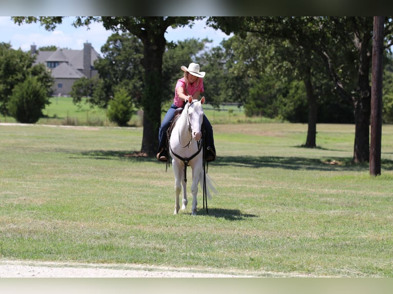 American Quarter Horse Ruin 3 Jaar 152 cm Wit in Whitesboro