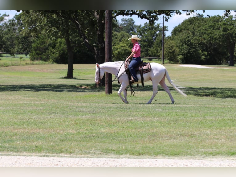 American Quarter Horse Ruin 3 Jaar 152 cm Wit in Whitesboro