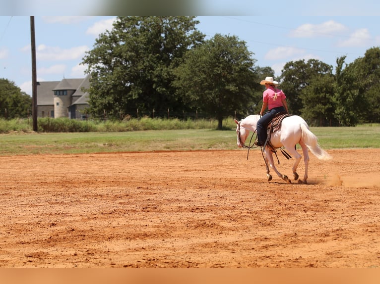 American Quarter Horse Ruin 3 Jaar 152 cm Wit in Whitesboro