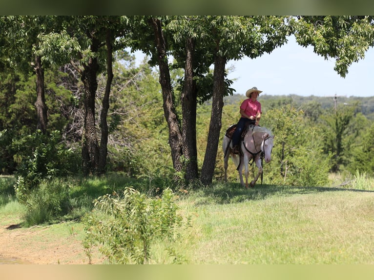 American Quarter Horse Ruin 3 Jaar 152 cm Wit in Whitesboro