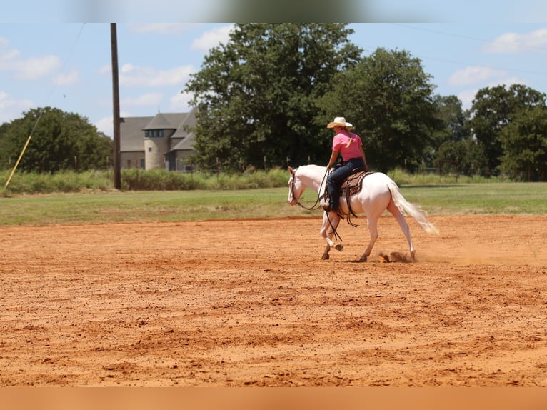 American Quarter Horse Ruin 3 Jaar 152 cm Wit in Whitesboro