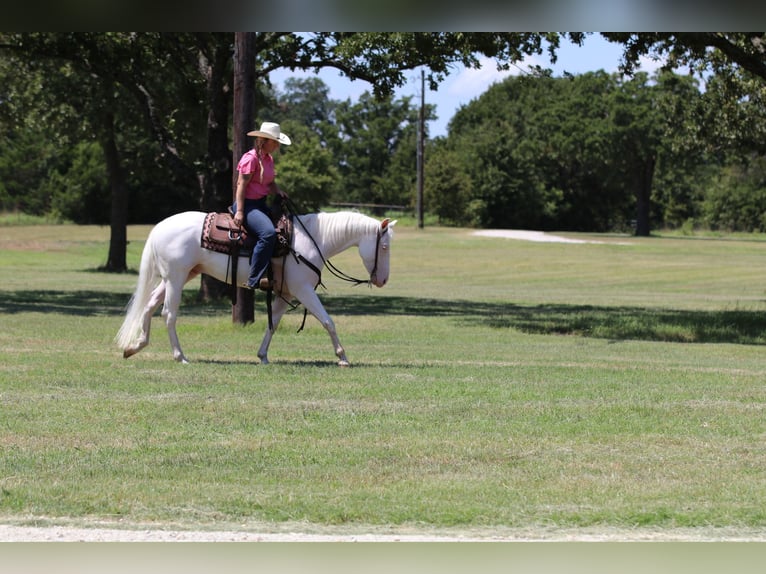 American Quarter Horse Ruin 3 Jaar 152 cm Wit in Whitesboro