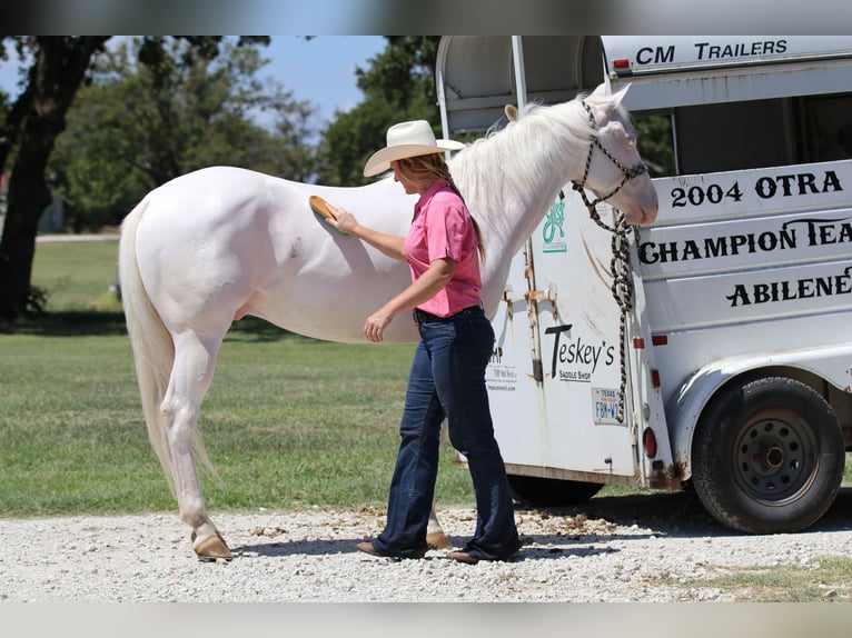 American Quarter Horse Ruin 3 Jaar 152 cm Wit in Whitesboro