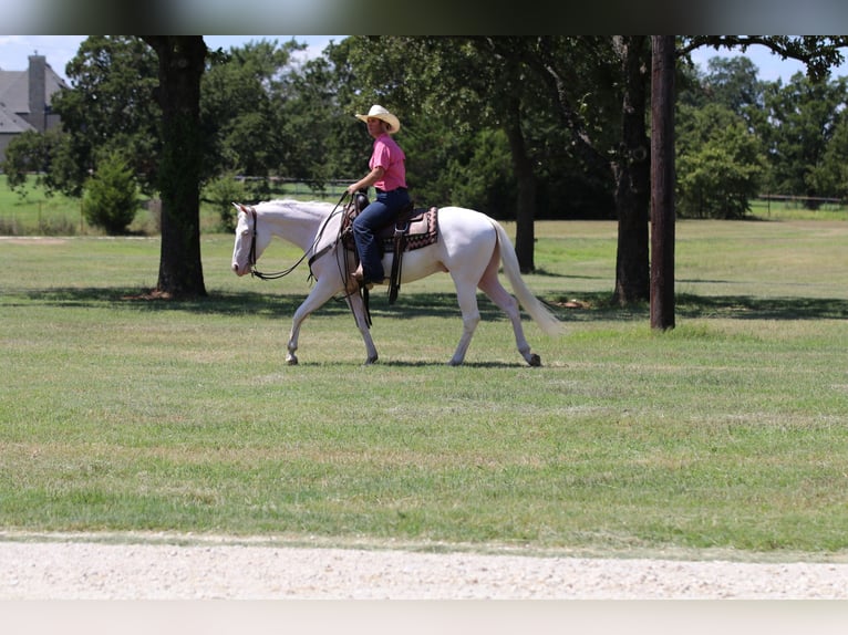 American Quarter Horse Ruin 3 Jaar 152 cm Wit in Whitesboro