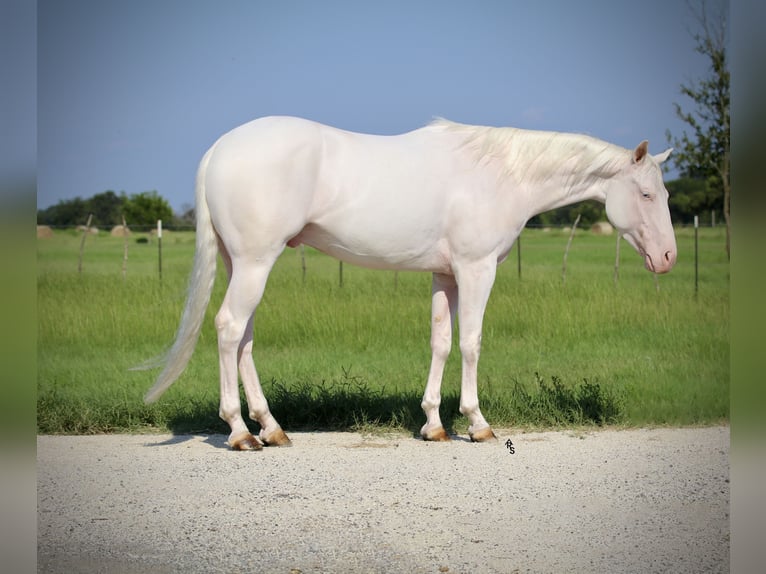 American Quarter Horse Ruin 3 Jaar 152 cm Wit in Whitesboro