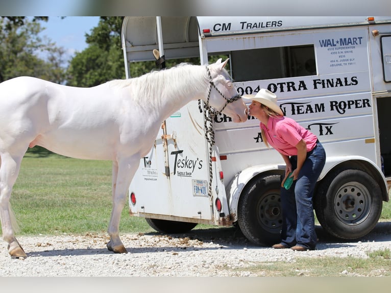 American Quarter Horse Ruin 3 Jaar 152 cm Wit in Whitesboro