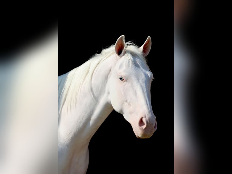 American Quarter Horse Ruin 3 Jaar 152 cm Wit in Whitesboro