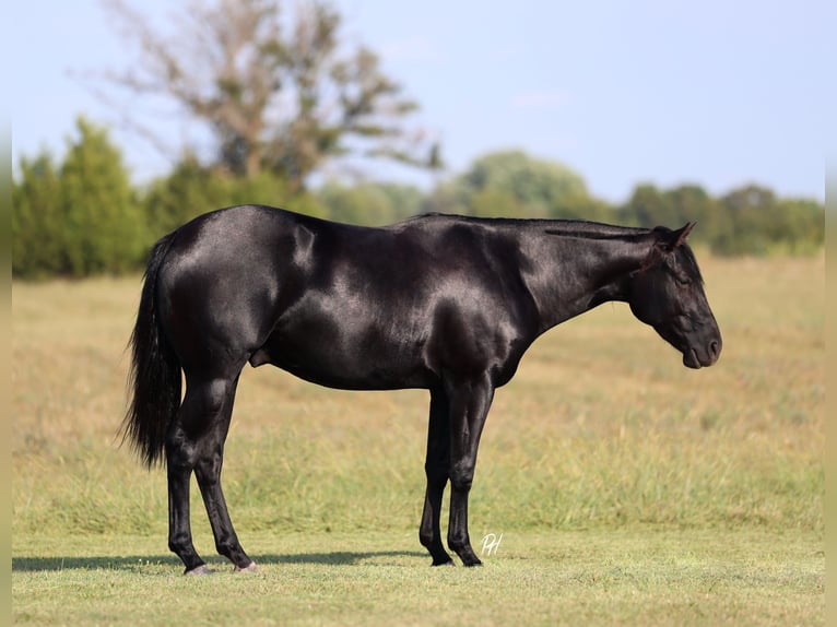 American Quarter Horse Ruin 3 Jaar 152 cm Zwart in Buffalo