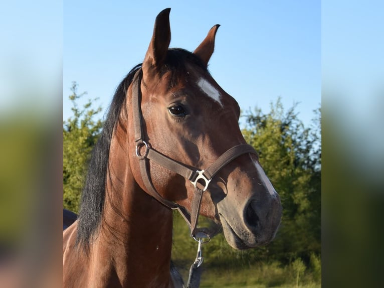 American Quarter Horse Ruin 3 Jaar 153 cm Bruin in Esperstedt