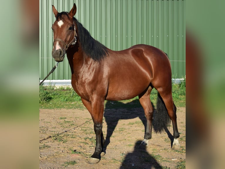 American Quarter Horse Ruin 3 Jaar 153 cm Bruin in Esperstedt