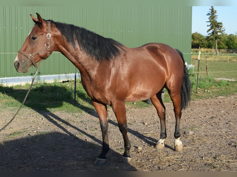 American Quarter Horse Ruin 3 Jaar 153 cm Bruin in Esperstedt