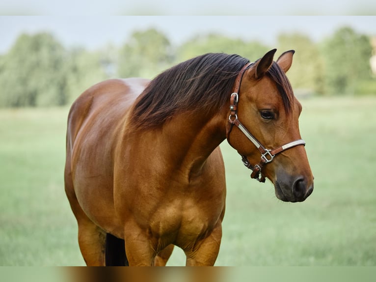 American Quarter Horse Ruin 3 Jaar 153 cm Bruin in München